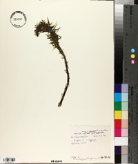 Hippuris vulgaris image