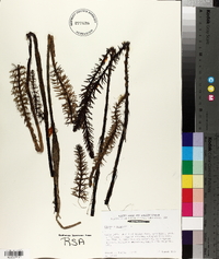 Hippuris vulgaris image