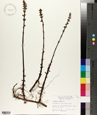Hippuris vulgaris image