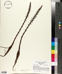 Hippuris vulgaris image