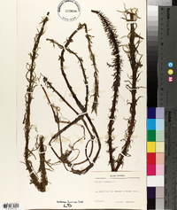 Hippuris vulgaris image