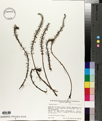 Hippuris vulgaris image