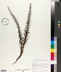 Hippuris vulgaris image