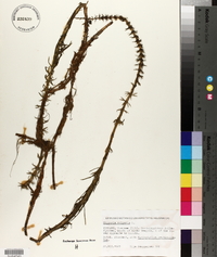 Hippuris vulgaris image