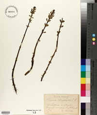 Hippuris tetraphylla image