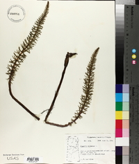 Hippuris vulgaris image
