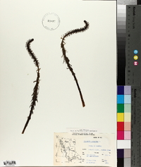 Hippuris vulgaris image
