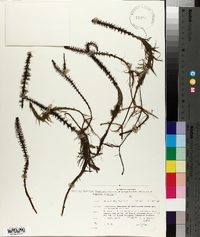 Hippuris vulgaris image
