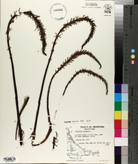 Hippuris vulgaris image