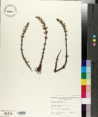 Hippuris tetraphylla image