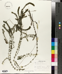 Elodea nuttallii image