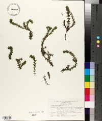 Elodea canadensis image