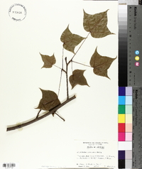 Liquidambar formosana image