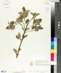 Helwingia japonica image