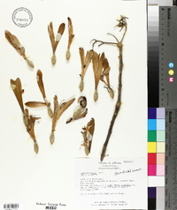 Gyrocarpus mocinnoi image