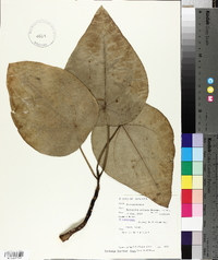 Hernandia peltata image