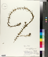 Egeria densa image