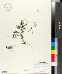 Elodea nuttallii image