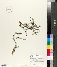 Elodea nuttallii image