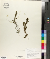 Elodea nuttallii image
