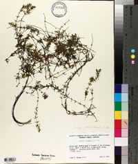 Elodea nuttallii image