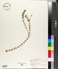 Elodea nuttallii image
