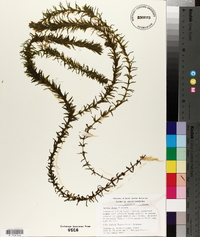 Egeria densa image
