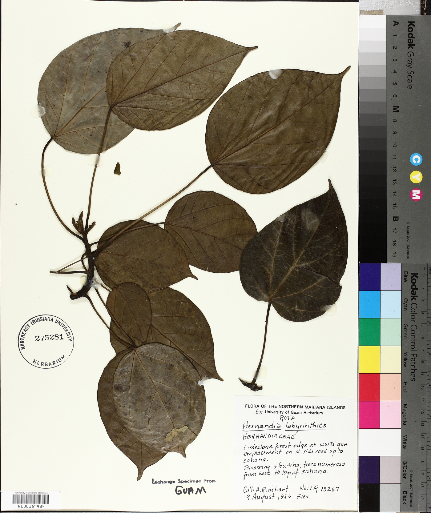 Hernandia labyrinthica image