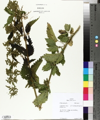 Urtica dioica image