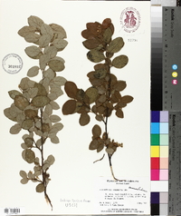 Loropetalum chinense image