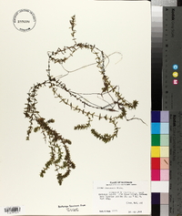Elodea canadensis image