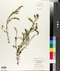 Elodea canadensis image