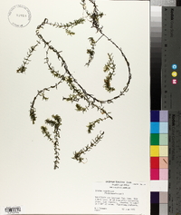 Elodea canadensis image