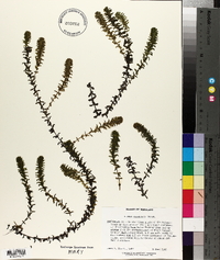 Elodea canadensis image