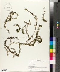 Elodea canadensis image