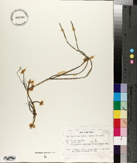 Cymodocea nodosa image