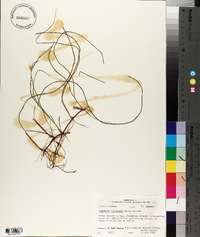 Cymodocea filiformis image
