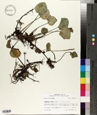 Limnobium spongia image