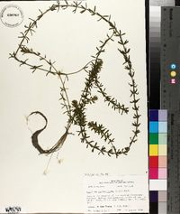 Hydrilla verticillata image