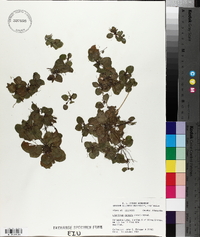 Limnobium spongia image