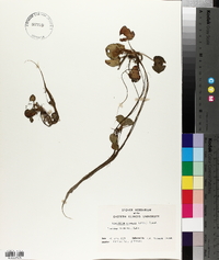 Limnobium spongia image