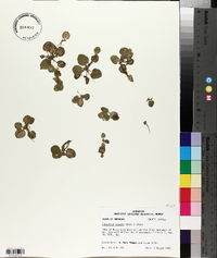 Limnobium spongia image