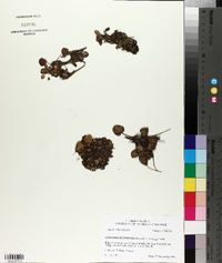 Limnobium spongia image