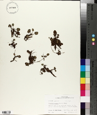 Limnobium spongia image