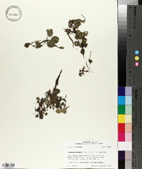 Limnobium spongia image
