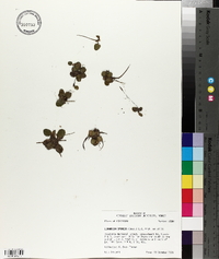 Limnobium spongia image