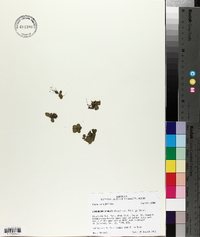 Limnobium spongia image