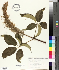 Aesculus californica image