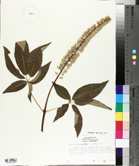 Aesculus californica image