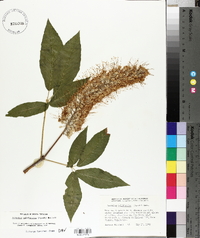 Aesculus californica image